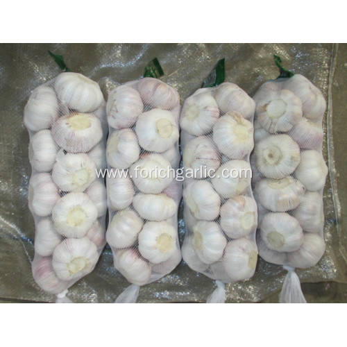 2020 Normal White Garlic Price